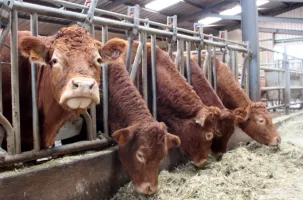 L'accident a eu lieu lors du changement des vaches dans la bétaillère,