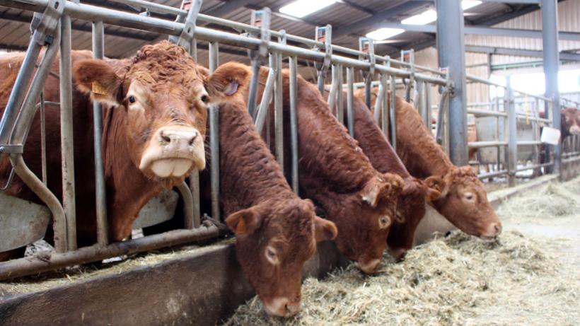 L'accident a eu lieu lors du changement des vaches dans la bétaillère,